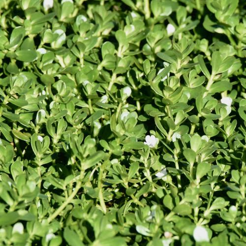 Water Hyssop (Bacopa)